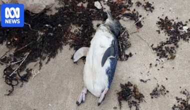 Dead little penguins washed up on multiple Eyre Peninsula beaches