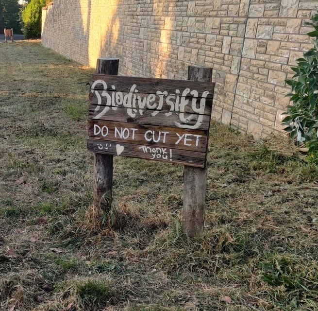 The wildflower meadow was cut last week by DfI