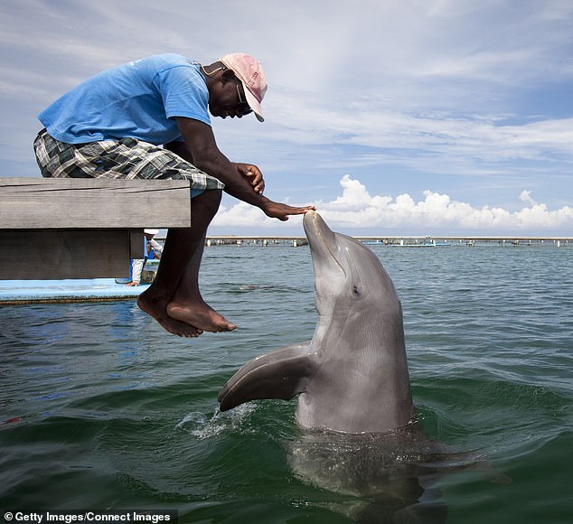Last month, scientists revealed that AI may soon enable humans to communicate with dolphins through a new model created by Google, programmed with the world's largest collection of dolphin sounds, including clicks, whistles and vocalizations that have been recorded over several years by the Wild Dolphin Project