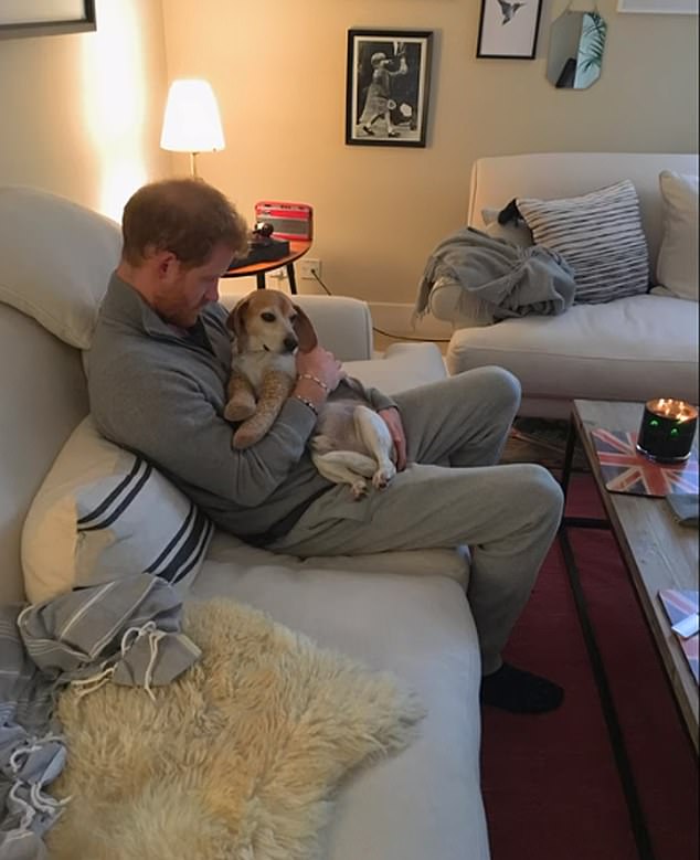 The couple spent cosy nights in front of the television and cooking dinner. Harry is pictured with Meghan's beagle, Guy