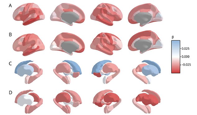Brain scans reveal how accelerated biological aging shrinks critical brain structures, specifically gray matter volume (GMV). Faster aging (measured by KDM-BA and PhenoAge) correlates with reduced gray matter volume in memory and cognitive regions (A-D)