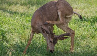 Mule deer, according to park rangers, have caused the most injuries within the park this year