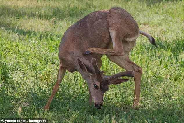 Mule deer, according to park rangers, have caused the most injuries within the park this year