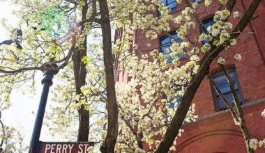 The Callery Pear tree - which is in the same family as the Bradford Pear - has a distinct smell