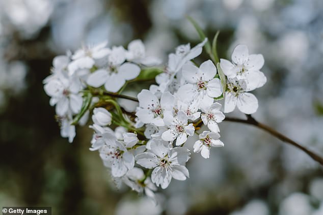 The tree released the compound trimethylamine, which gives the plant its fishy smell, Olivia told DailyMail.com