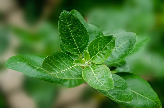 The Ashwagandha plant in its natural form. It is an evergreen shrub that grows in Asia and Africa