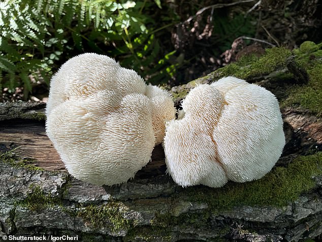 Lion's mane is a large, white, shaggy mushroom renowned for its medicinal qualities. It is one of the ingredients in the new supplements range