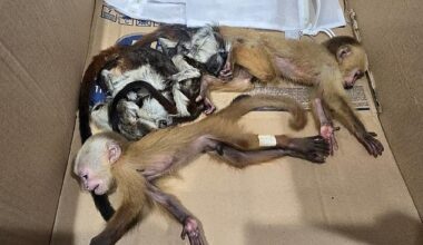 A couple have been arrested after they were caught trying to smuggle baby monkeys out of Colombia in their underwear