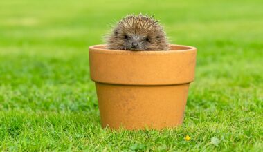 Help the hedgehog: There are steps you can take to make them feel at home in your garden