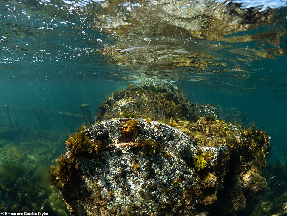 The Churchill Barriers on the Orkney islands were initially 'constructed to protect the maritime base at Scapa Flow'. The writers say the Barriers now provide a 'hugely rewarding artificial marine habitat' to explore