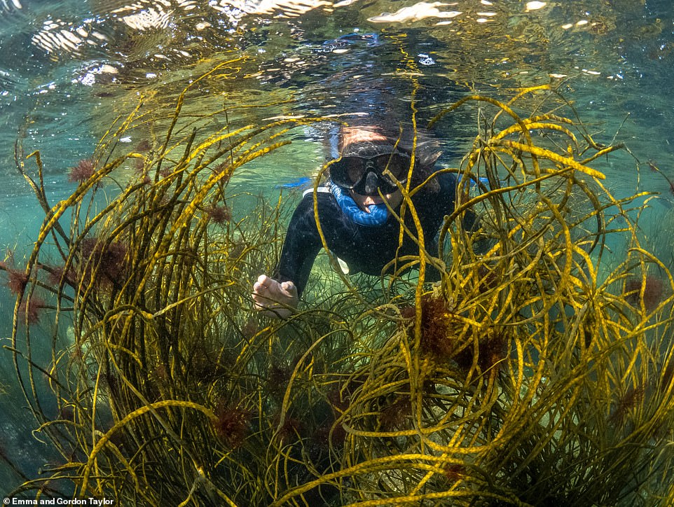 Larmorna Cove's 'rocky perimeter' has 'exceptional underwater vistas' for the 'more adventurous' snorkeller