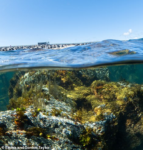 The writers say the Churchill Barriers have been 'largely reclaimed by the sea and sealife'