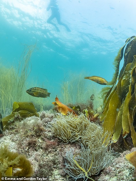 At Roskilly, snorkellers will find 'an incredible array of fish' among 'the coloured seaweed and the submerged rocks'