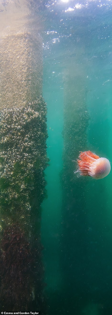 At 'the right time of year', tourists might even spot a lion's mane jelly in the water at Mellon Charles