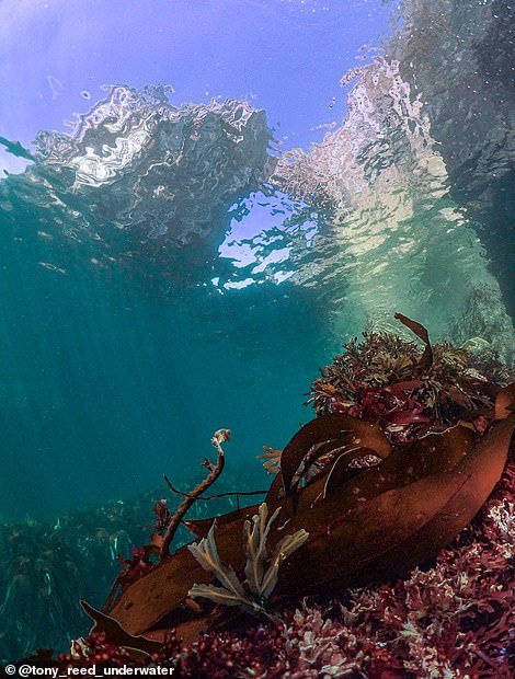 The experts say the arch's walls are 'packed with marine flora and fauna'