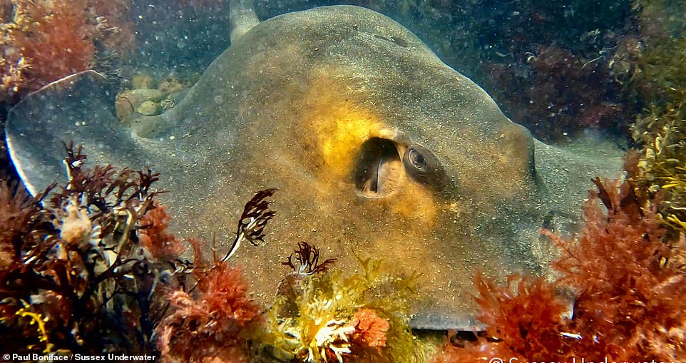 Taken by Paul Boniface, this image offers a colourful glimpse of the 'wonderful snorkelling experience' adventurers can have at Bognor Rocks in Bognor Regis