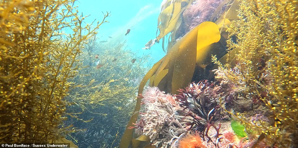 On a 'good day' at Bognor Rocks, snorkellers might see 'rays, cuttlefish, flatfish and even squid' in the water. This striking image was taken by Paul Boniface