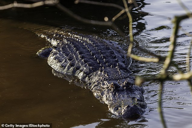 Research conducted by the University of Florida and Centre College has revealed that 96% of alligator attacks occurred after the victim participated in 'risk' behavior