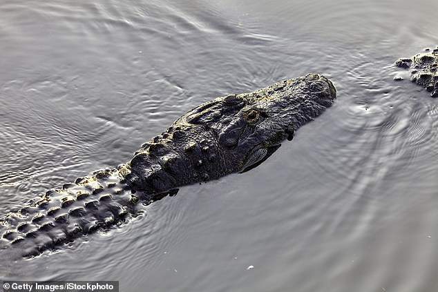 Researchers hope that the research pushes humans to avoid areas where alligators are known to swim, resulting in fewer attacks and saving gators from being euthanized