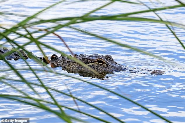 The research shows that alligators aren't inherently aggressive creatures and typically bite humans when they're provoked
