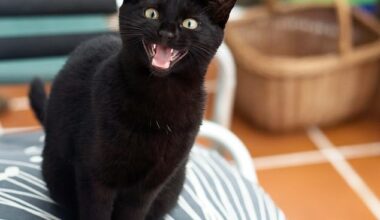 A cutting-edge Chinese tech company is using artificial intelligence to create a system that helps curious pet owners decode the hidden meanings behind their beloved animals' sounds