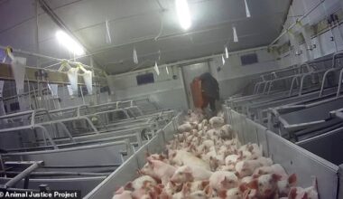 Secret recordings obtained exclusively by this newspaper show a horrific catalogue of animal abuse carried out by sadistic workers