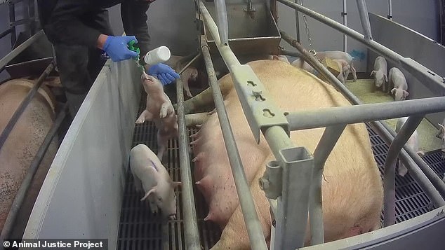 Responding to the findings, Cranswick said it had ordered an urgent investigation and had suspended the farm staff
