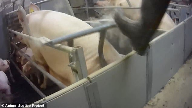 In the footage, the pigs are visibly terrified as workers at the farm are captured aggresively kicking the metal bars of their pen