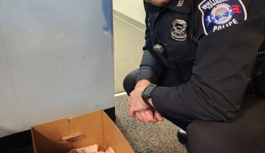 Frank Wright, an officer with the White Lake Township Police Department in Michigan, rescued a Bambi-like fawn - the sole survivor of triplets - after its mother was fatally struck by a car and went into traumatic premature labor on Tuesday evening (pictured)