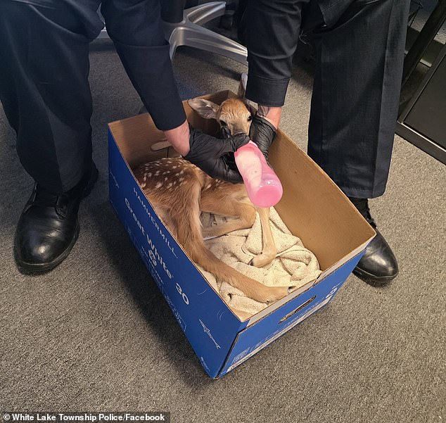 The Southern-born officer ultimately managed to deliver the fawn, warm it at the scene and revive it until it began breathing on its own