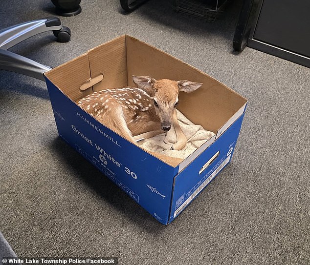 Having delivered plenty of lambs and calves before, he knew exactly what the fawn needed - goat's milk and a warm blanket - and the premature, six-pound newborn began to perk up after taking a bottle