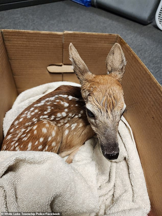 Wright responded to a car vs. deer accident on Highland Road Tuesday evening and discovered that the deceased mother doe was pregnant and, due to the impact, in the process of delivering triplets