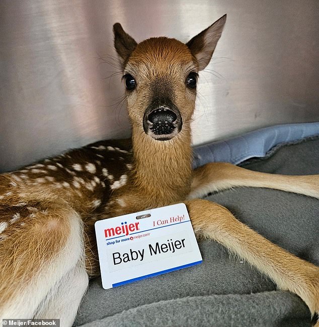 All the fawn needed now was a name, and the midnight shift chose a very fitting one: Baby Meijer, a nod to the supermarket located just across the road from where he was born