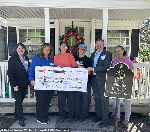 Knowing he needed specialized care, the Detroit Animal Welfare Group (DAWG) stepped in to take Baby Meijer, and continue nursing him back to help in his new home