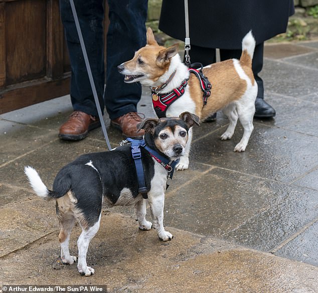 Queen Camilla's two fox terrier rescue dogs "Bluebell" (right) and Beth (left) during her visit to Lacock, Wiltshire