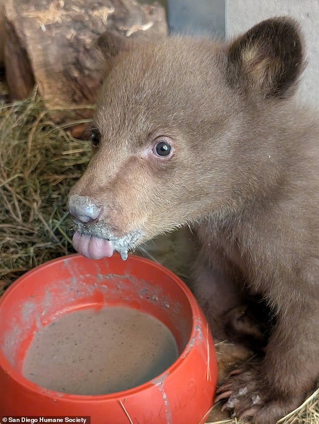 The baby bear had concerning health problems, and combined with his young age, his caregivers were worried he might not make it