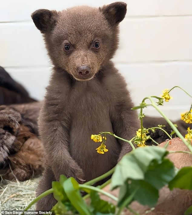 The two-month-old male black bear cub arrived at the shelter 'weak, underweight and alone' after being orphaned in the forest