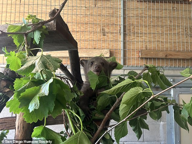 Other snaps show the adorable cub playing with toys, chewing on leaves and drinking from a bottle