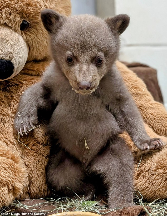 The humane society said the bear receives four enrichment and feeding sessions each day