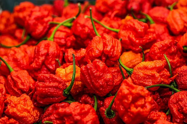 The Carolina Reaper (pictured) is the second-hottest chilli pepper, second only to the dreaded 'Pepper X'. Both were developed by American chilli breeder Ed Currie