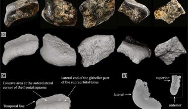 Buried under silt for 140,000 years, the skull was only recently confirmed as Homo erectus, reshaping what we know about early human life in Southeast Asia.