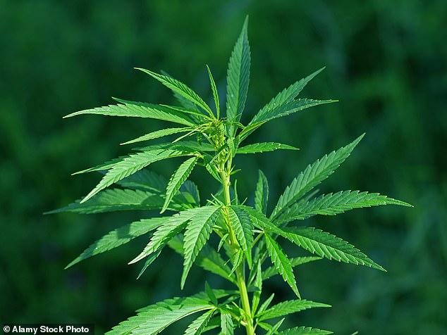 Sir Sadiq said a report published today - which he commissioned - provided 'a compelling case' for decriminalisation of the drug and urged the Government to consider the move (Stock Image)