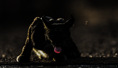 In this striking photo taken by Hari Kumar Prasannakumar in Spain, an endangered female lynx is snapped while drinking from a pond. The photographer says: 'A curious honey bee buzzes near her ear, adding a playful twist to the serene moment'