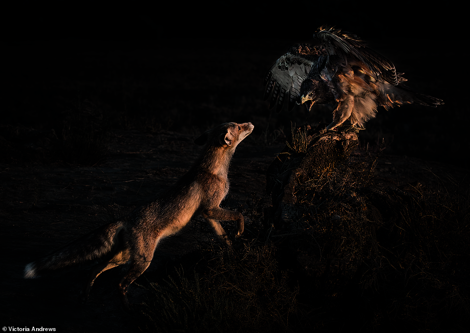 The winner of the Wildlife category, Victoria Andrews snapped this incredible photo 'during one of the hottest summers in Toledo, Spain'. She watched the Bonelli's Eagle and fox as the two animals came 'almost nose to nose' in a 'chance encounter'