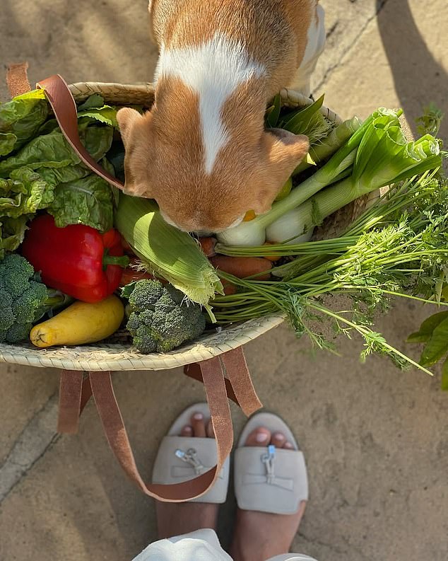 The Duchess of Sussex, 43, shared a sweet snap of the pooch, Mia, sniffing the contents of her woven bag that was filled with fresh vegetables grown in her garden on Instagram