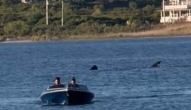 Footage of the large animal first surfaced on Memorial Day, after Jennifer Seebeck spotted a large dorsal fin rising out of the waters in the state's Great Salt Pond