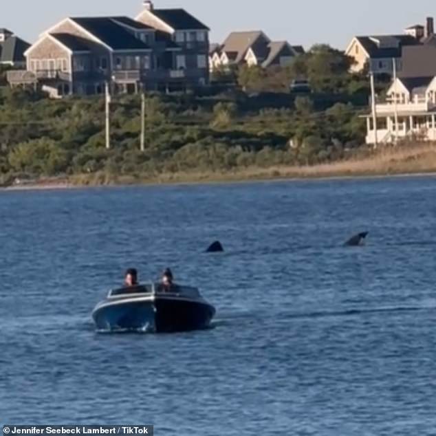 Footage of the large animal first surfaced on Memorial Day, after Jennifer Seebeck spotted a large dorsal fin rising out of the waters in the state's Great Salt Pond