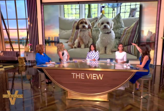 ABC 'The View' cohosts get emotional while discussing pets