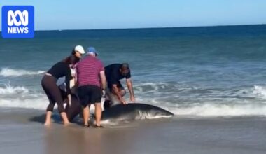 Shark washes up on Adelaide beach amid concern over SA marine life