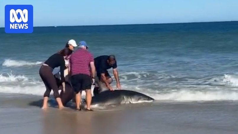 Shark washes up on Adelaide beach amid concern over SA marine life